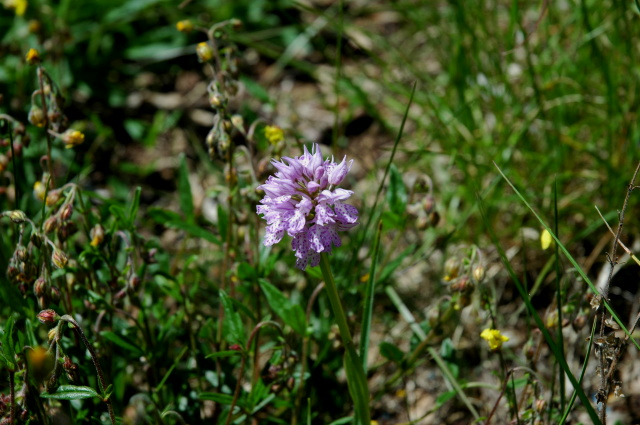 Orchis tridentata